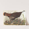 Great American hen &amp; young by John James Audubon