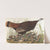 Great American hen &amp; young by John James Audubon