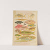 Great Barrier Reef Fishes II (1893) by William Saville-Kent