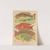 Great Barrier Reef Fishes (1893) by William Saville-Kent