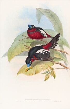 Great-billed Eurylaime