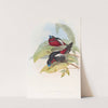 Great-billed Eurylaime by John Gould
