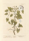 Great bindweed