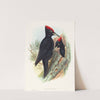 Great Black Woodpecker (Dryocopus martius) by John Gould