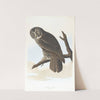 Great cinereous owl by John James Audubon