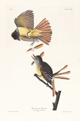 Great crested flycatcher