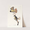 Great crested flycatcher by John James Audubon