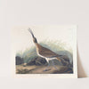 Great equimaux curlew by John James Audubon