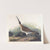 Great equimaux curlew by John James Audubon
