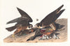 Great footed hawk