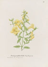 Great yellow gerardia