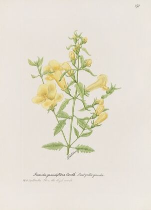 Great yellow gerardia