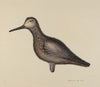 Greater Yellow Leg Decoy