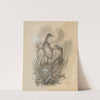 Grebes by James Sowerby