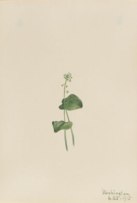 Plant Study (1939)