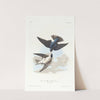 Green-blue or white bellied swallow by John James Audubon