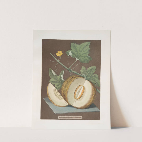 Green flesh or Candia melon. (1812) by George Brookshaw