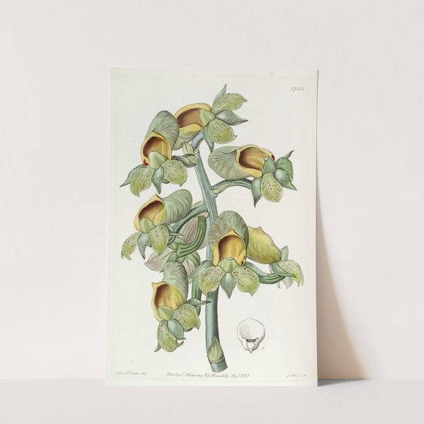 Green-flowered Cowlwort by Sydenham Edwards