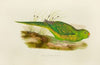 Green Ground Parrot (1884-1887)