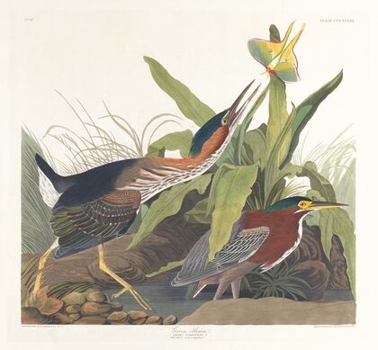 Green heron