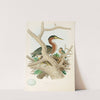 Green Heron (1882) by Edwin L. Sheppard