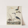 Green Heron, Night Heron, Young Heron, and Great White Heron by John G. Warnicke