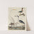 Green Heron, Night Heron, Young Heron, and Great White Heron by John G. Warnicke