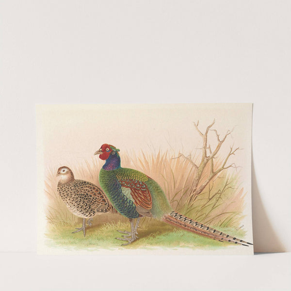 Green Japanese Pheasant by Henry Jones