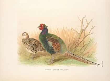 Green Japanese Pheasant (Phasianus versicolor). (1918-1922)