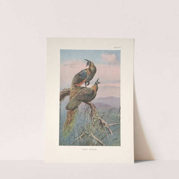 Green Peafowl (Pavo muticus). (1918-1922) by George Edward Lodge