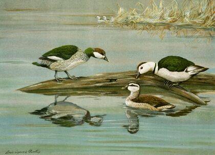 Green Pygmy Goose, Indian Pygmy Goose