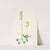 Green Pyrola. Pyrola chlorantha (1925) by Mary Vaux Walcott