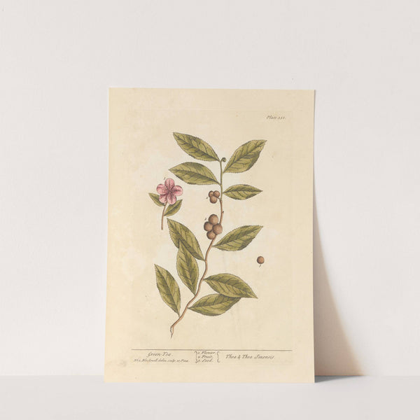 Green tea by Elizabeth Blackwell