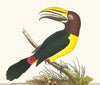 Green Toucan