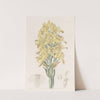 Green-veined Chloraea by Sydenham Edwards