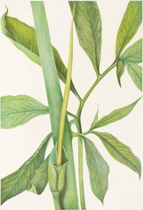 Greendragon. (Arisaema dracontium) (1925)