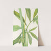 Greendragon. (Arisaema dracontium) (1925) by Mary Vaux Walcott