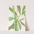 Greendragon. (Arisaema dracontium) (1925) by Mary Vaux Walcott