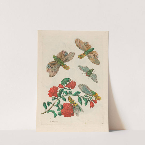 Grenadier. (1719) by Maria Sibylla Merian