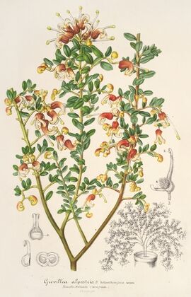 Grevillea alpestris