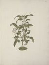 Grewia ferruginea A. Rich
