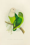 Grey-Headed or Madagascar Love-Bird (1884-1887)