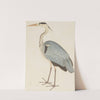 Grey Heron by Ram Das