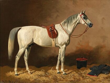 Grey in the Stable
