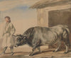 Grey ox and a peasant from Bolestraszyce