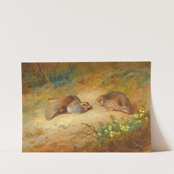 Grey Partridge (1899) by Archibald Thorburn