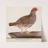 Grey Partridge (1824) by Magnus Von Wright