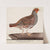 Grey Partridge (1824) by Magnus Von Wright