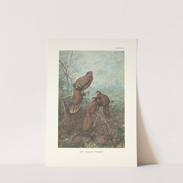 Grey Peacock Pheasants (Polyplectron bicalcaratum bicalcaratum). (1918-1922) by George Edward Lodge