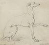 Greyhound